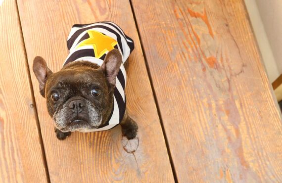 さいたま市で犬服作りの技術向上を目指せるスクールとして好評です