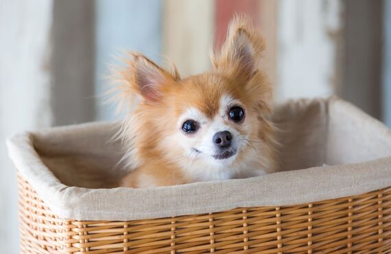 さいたま市で小型犬の犬服作りスクールをお探しの方に向けたレッスン