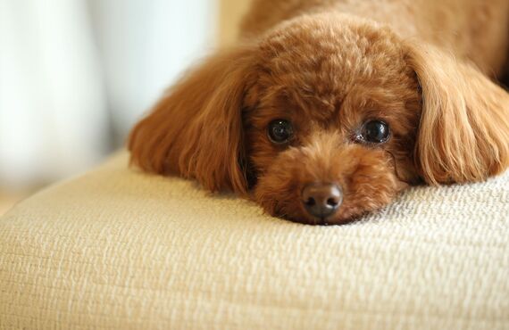 さいたま市で犬服作りを教えるスクールとして技術向上を支援しています