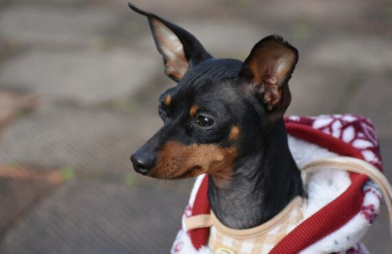 さいたま市で上級者向けコースをご提供し犬の洋服作りをレッスンしています