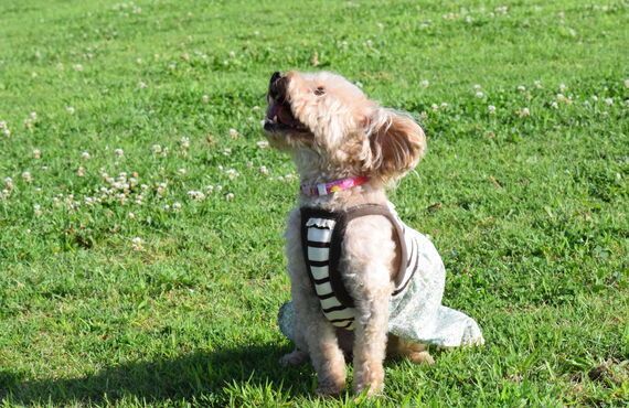 さいたま市でドッグウェアクリエイターの資格を取りませんか？